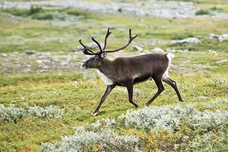 W Laponii jest więcej reniferów niż ludzi