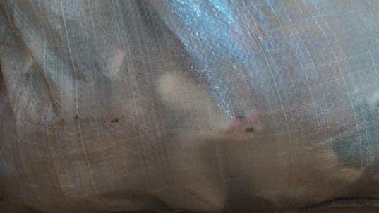 Wrocław. Porzucenie kotów w worku. Przykre znalezisko na Osobowicach