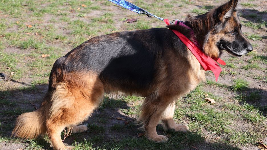 uczestnicy wydarzenia
Warszawa, 20.10.2024. Akcja Adoptuj Warszawiaka, 20 bm. w Warszawie. Wydarzenie Adoptuj Warszawiaka zosta�o zainicjowane w 2015 r. przez Schronisko Na Paluchu i wolontariuszy plac�wki. Akcja jest okazj� do spotkania podopiecznych ze Schroniska na Paluchu i adopcji psa. (aldg) PAP/Albert Zawada
Albert Zawada
adopcja, bezdomne, bezpa�skie, pies, psy, schronisko dla zwierz�t, zwierz�ta, akcja