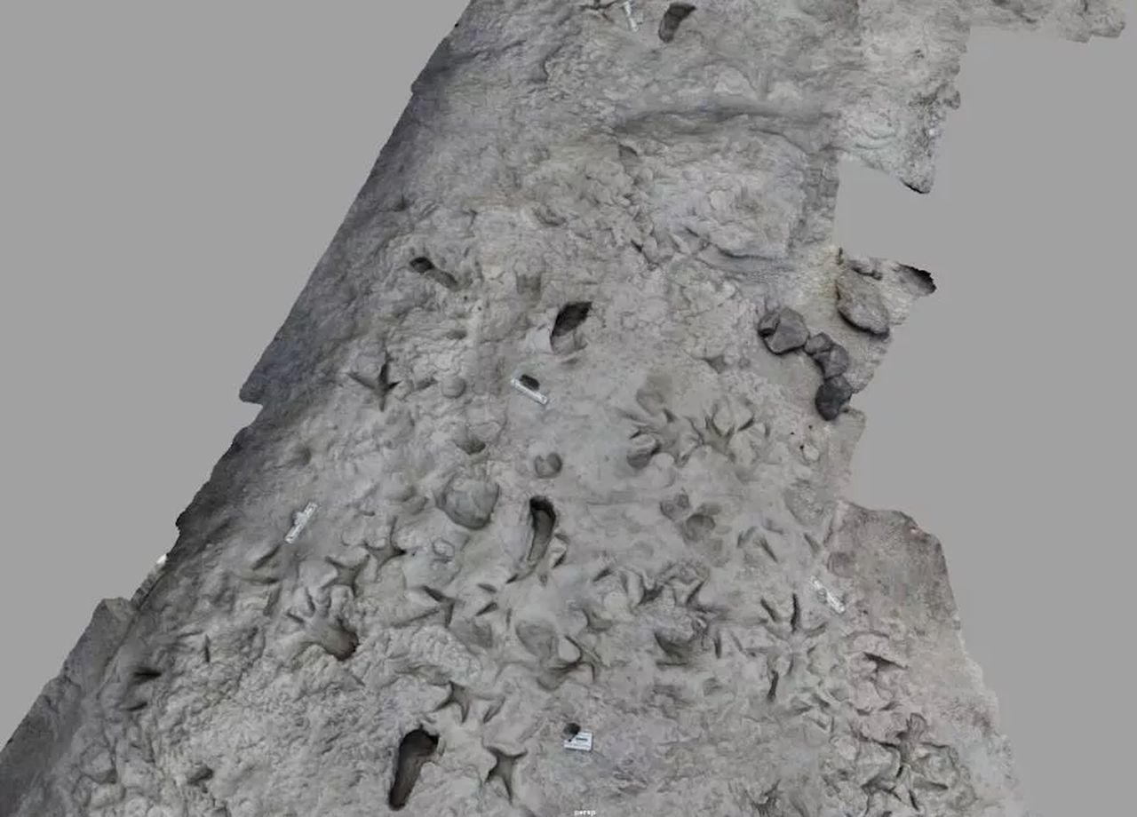 Ślady stóp sprzed 1,5 mln lat. Należą do dwóch różnych gatunków przodków człowieka