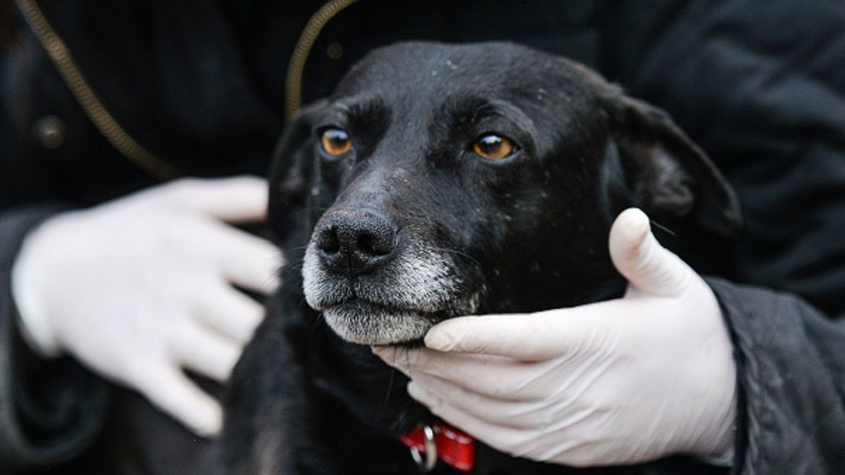 Policjanci uratowali psa