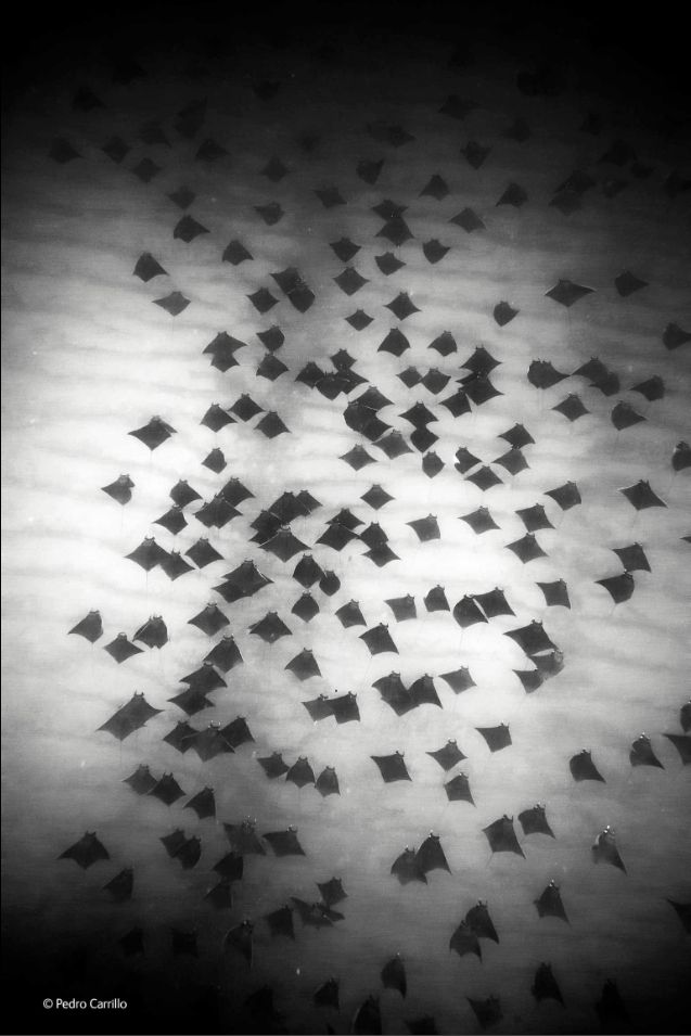 Zwycięzcy konkursu Wildlife Photographer of the Year 2014 40