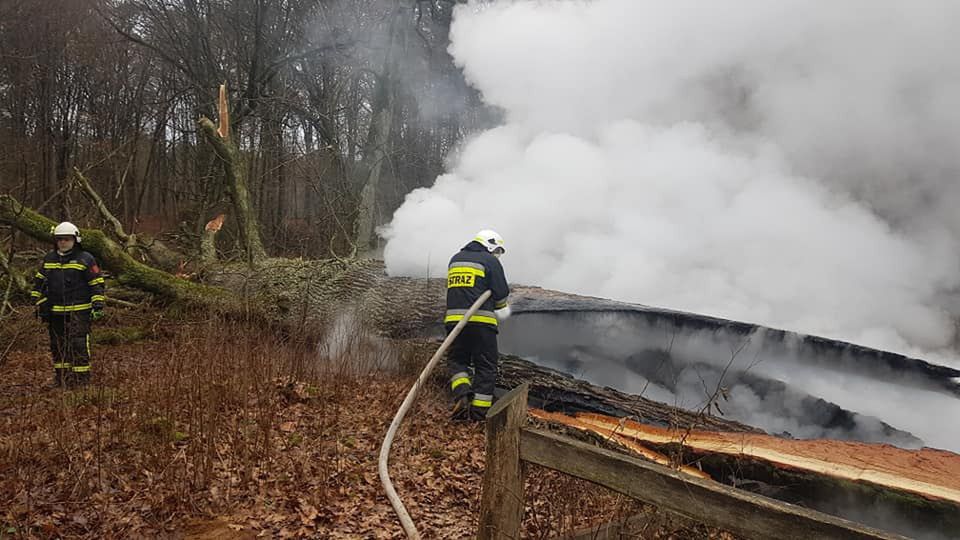 Spłonął "Dąb Rzeczypospolitej". Drzewo miało ok. 500 lat (Źródło: OSP Górzno)