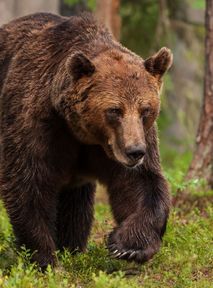 Environmentalists outraged as Sweden's government decides to kill nearly 500 bears