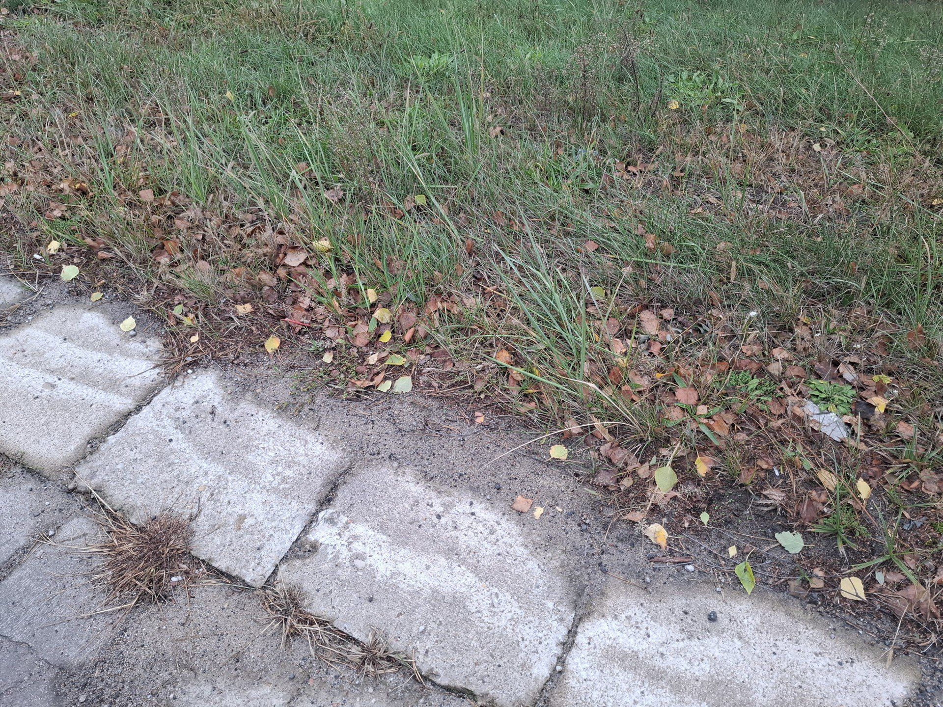 Chodnik widmo? Było odkrycie archeologiczne roku w Skierniewicach, a teraz znika