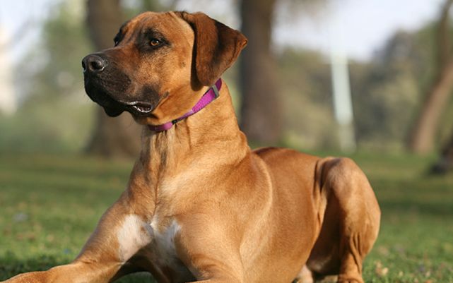 PetPace – weterynarz pierwszego kontaktu. Inteligentna obroża zadba o zdrowie zwierzaka 2