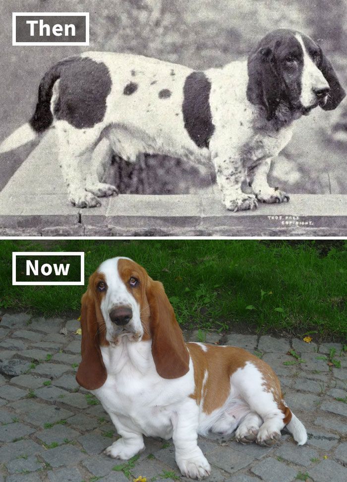 Basset