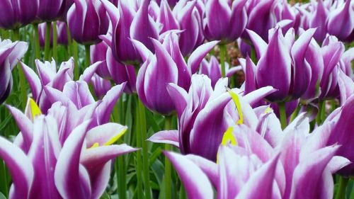 Wiosenny Festiwal Kwiatowy 1