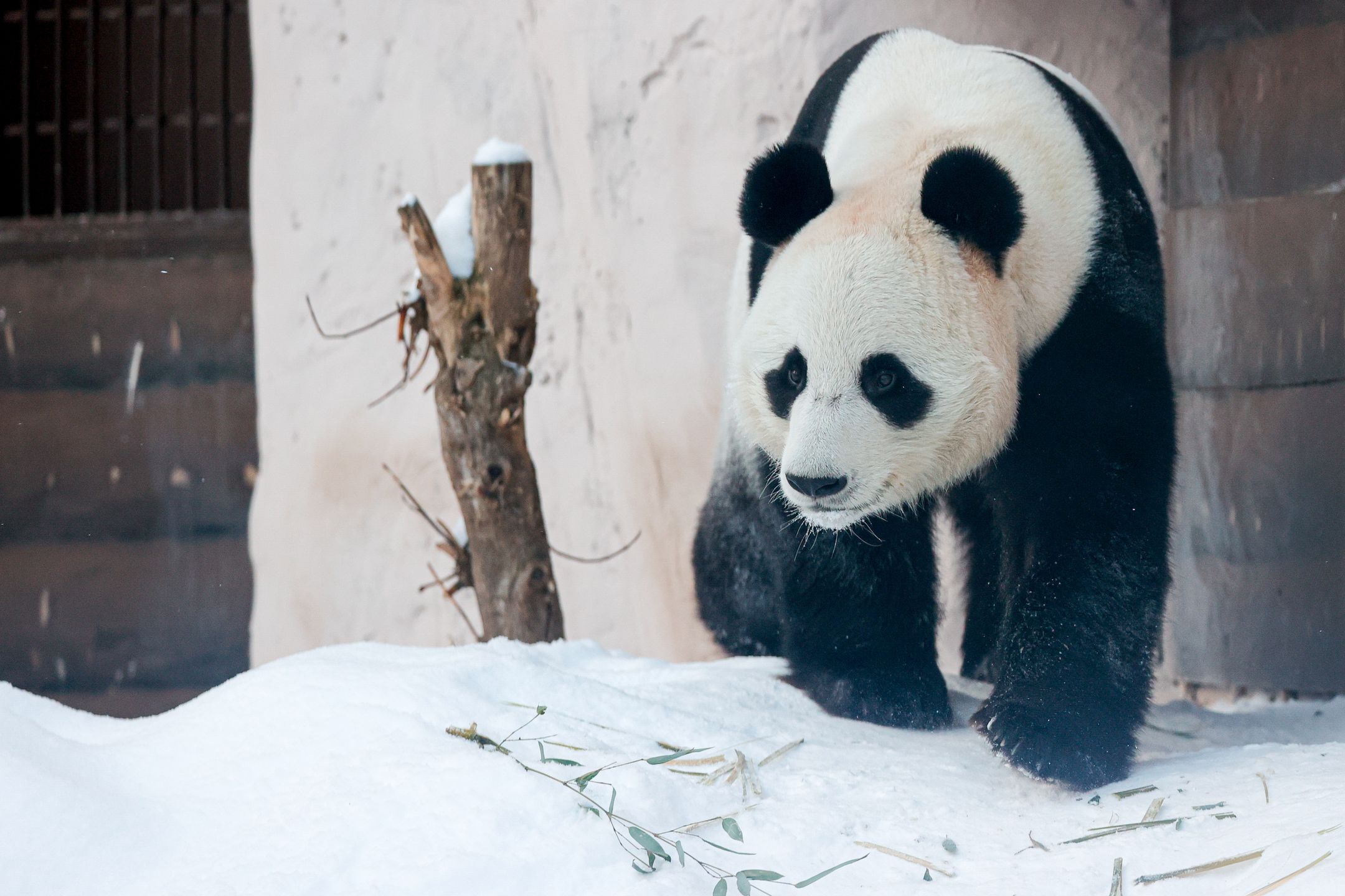 Majestatyczna panda na zdjęciach. Fotografie uchwycono w zoo 2