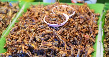 Dla jednych rarytas, dla innych obrzydlistwo. Polak zjada nieświadomie nawet kilogram rocznie