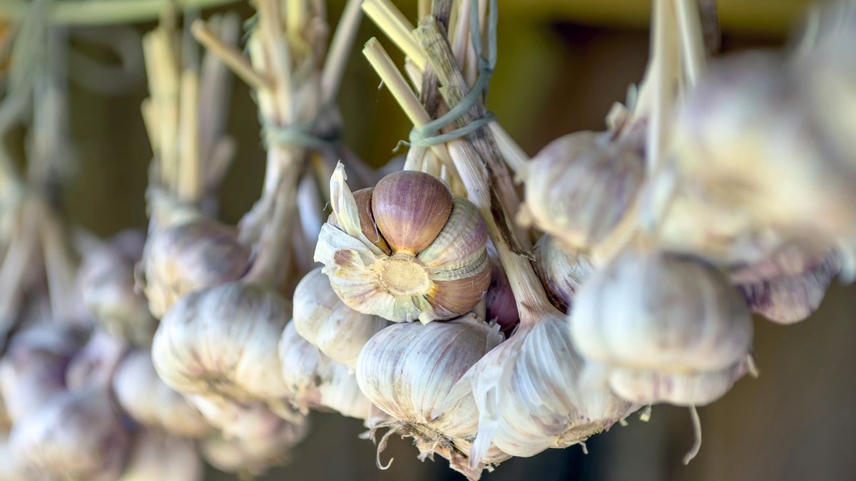 Czosnek naturalnie wzmacnia naszą odporność