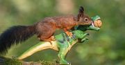 Urocze wiewiórki powracają. Nic tak nie odstresowuje