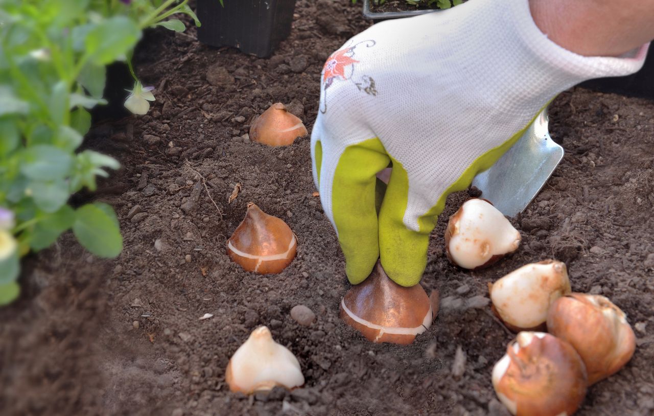 We wrześniu wsadź do gruntu. Wiosną ogród obsypie się kolorami