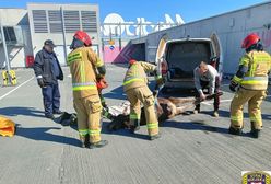 Łoś na dachu galerii. Udana akcja straży miejskiej w Elblągu