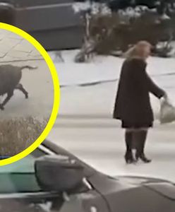 Dziki opanowały miasta. To już plaga