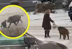 Dziki opanowały miasta. To już plaga