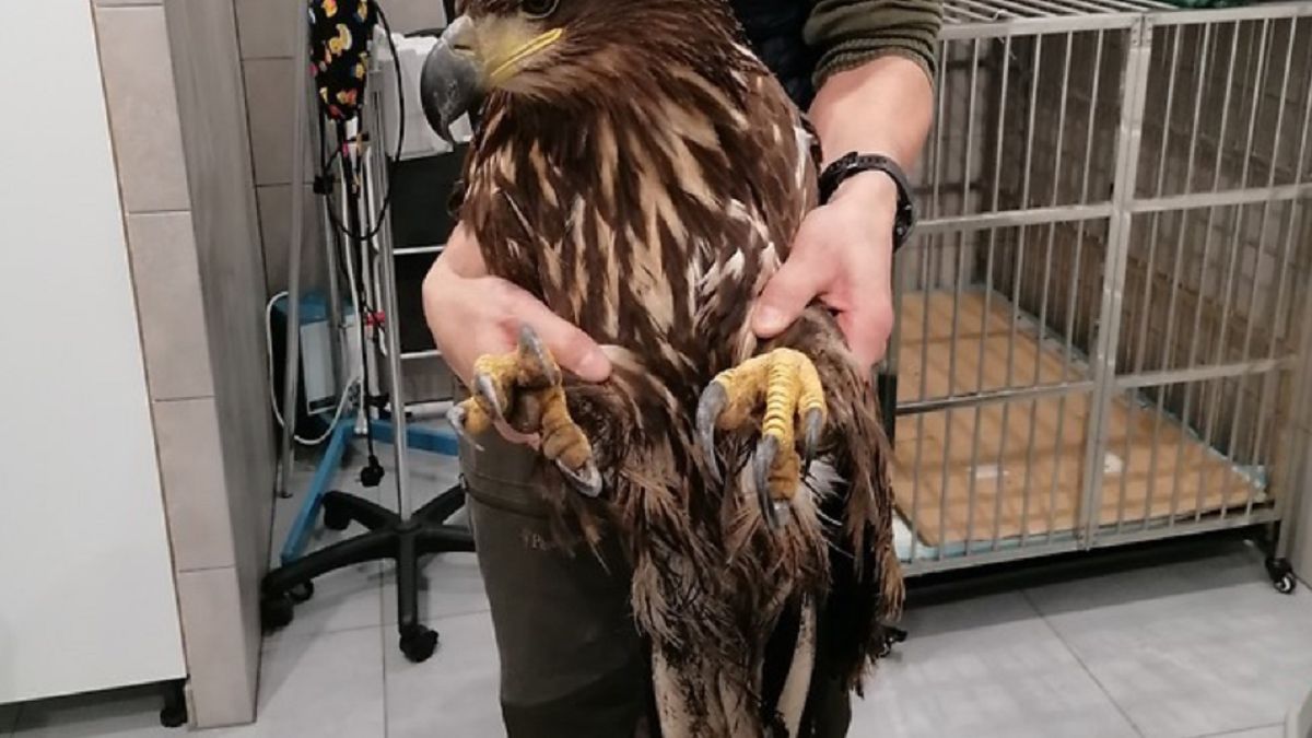 Bielika uratowano w ostatniej chwili