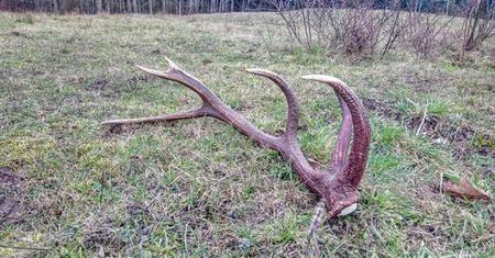 300 zł za kg albo mandat. Rozkręca się sezon, leśnicy ostrzegają
