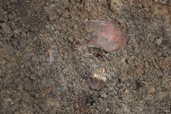 Czerwone kości żołnierzy z I wojny. Naukowcy poznali powód