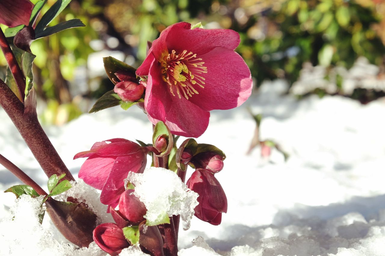 Hellebore