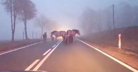 Z mgły wyłoniło się stado. Policjanci udostępnili nagranie