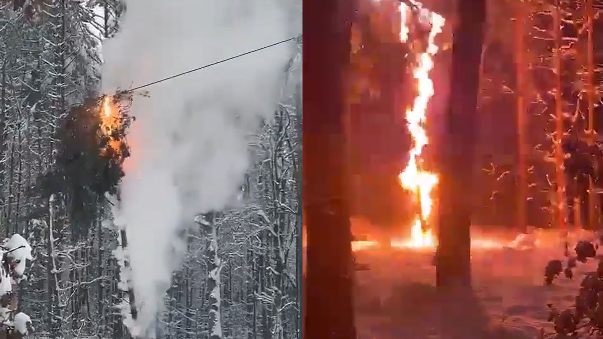 W momencie gdy ogień objął całe drzewo, mężczyźni odsunęli się na bezpieczniejszą odległość