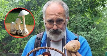 Podczas grzybobrania miej się na baczności. Ekspert uczula