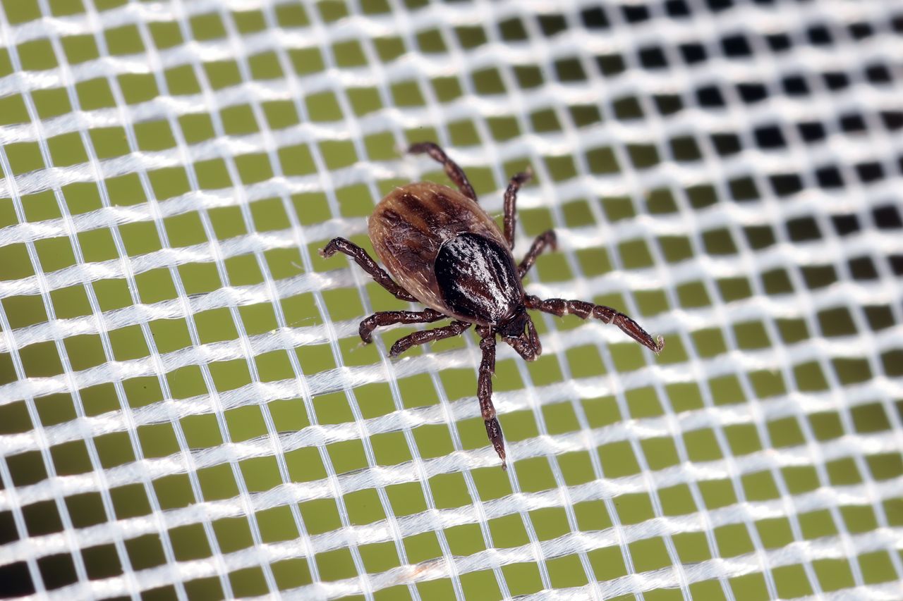 Jak długo mogą przeżyć kleszcze?