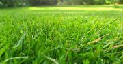 Kluczowy okres na wysiew trawnika. Nie przegap tego terminu