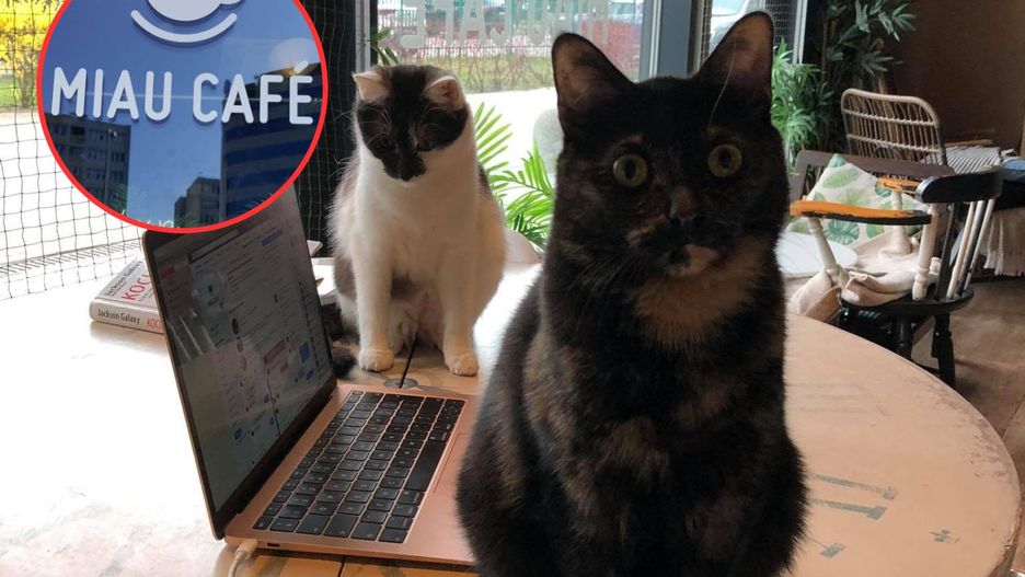 Kocia kawiarnia nie obsługuje dzieci poniżej 13. roku życia. Rodzice znaleźli sposób, by ominąć zakaz