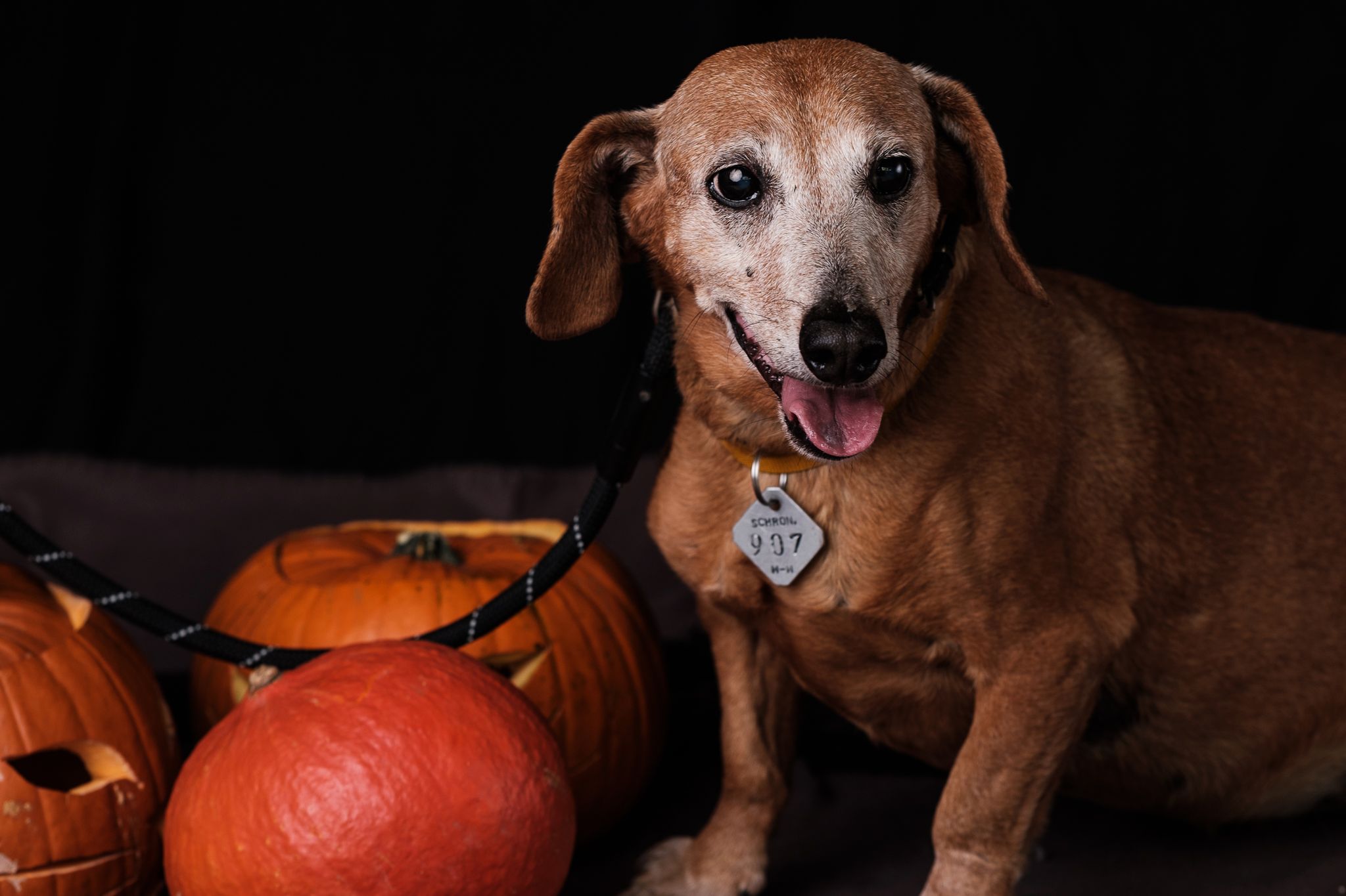 Halloween 2019: Zrobiłem sesję w schronisku, by pomóc w adopcji zwierząt 28