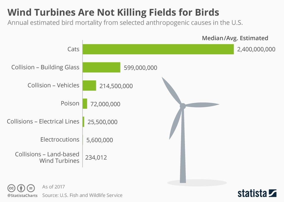 Przyczyny śmierci ptaków w Stanach Zjednoczonych