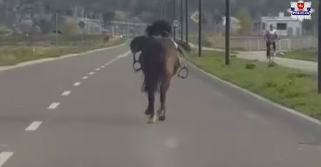Koń zrzucił jeźdźca i galopował po ulicach Świdnika. W pogoń za zwierzęciem ruszyła policja