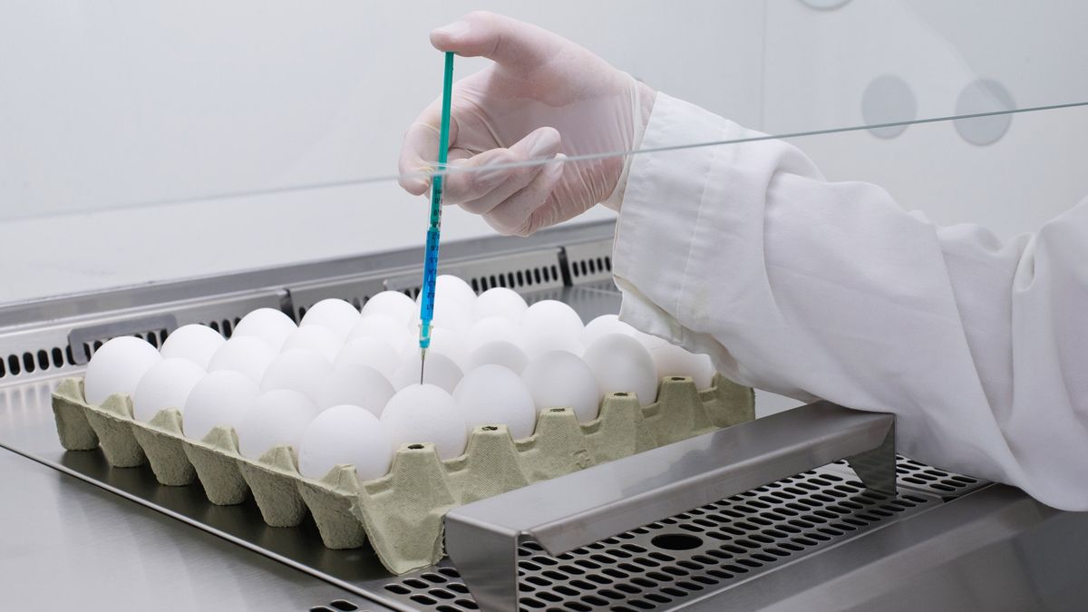 Jajka, które pomagają w produkcji szczepionek