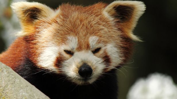 W skrócie: Firefox 15, powrót Kima Dotcoma, absurdalne gadżety dla bogaczy 1