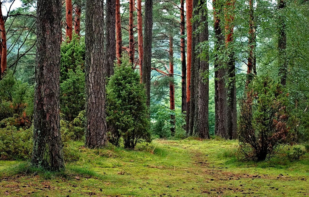 Majówka 2021. Biwakowanie w lecie legalne. Nadleśnictwo Świdnica zaprasza