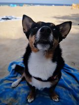 Dzień Kundelka na Pudelku!