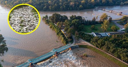 Wrocław. Woda opadła odsłaniając wstrząsający widok. Ekspert tłumaczy