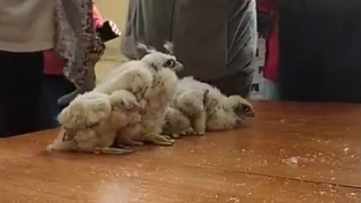 W PKiN wykluły się małe pisklaki.