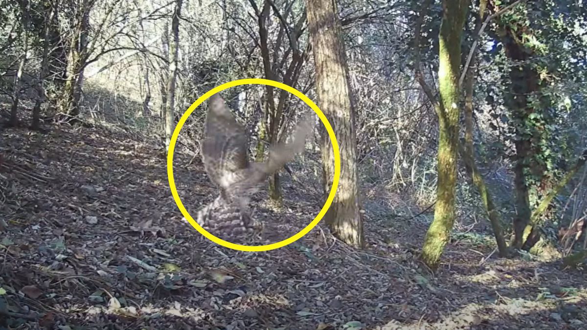 Jastrząb zaatakował zająca. 