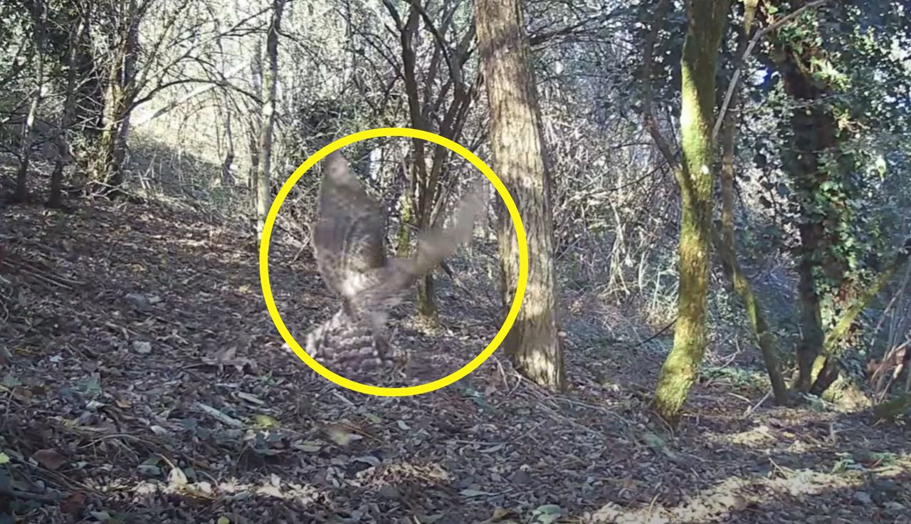 "Nagranie obłędne". Sceny w lesie. Aż zapiera dech