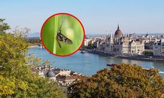 Plaga jętek w Budapeszcie. Eksperci wskazali powód