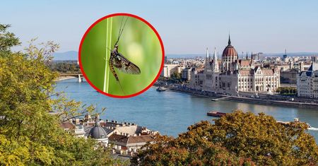 Plaga jętek w Budapeszcie. Eksperci wskazali powód