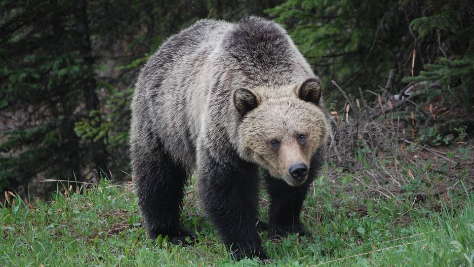 Horror w USA. Niedźwiedź grizzly już oblizywał kły 