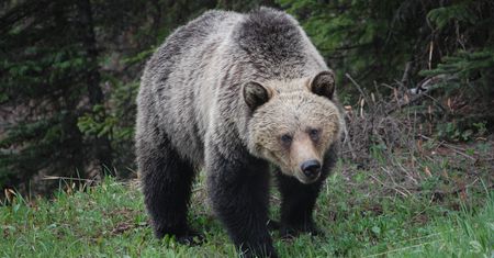 Pozbawił go snu i amunicji. Niedźwiedź grizzly ofiarę miał już w kłach