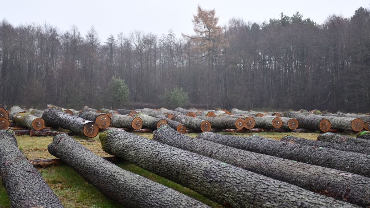 Leśnicy sprzedali cenne drewno. Imponująca kwota