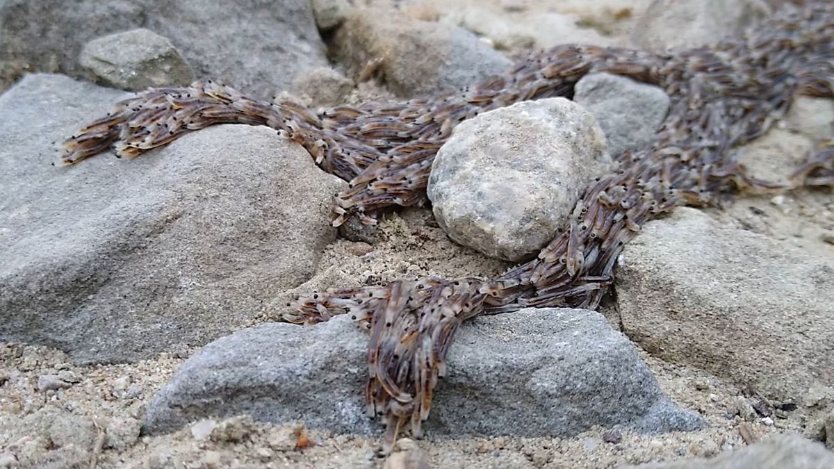 W Tatrach uchwycono pleń