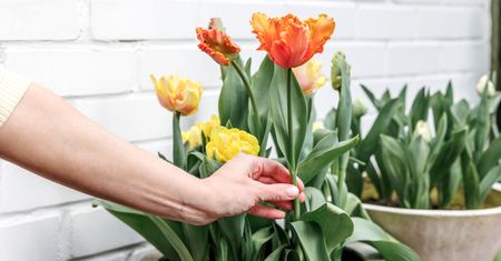 Kiedy wykopać tulipany? Wielu robi to za wcześnie