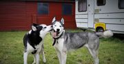 Przyjaciel pies. Husky pomógł swojemu niewidomemu bratu