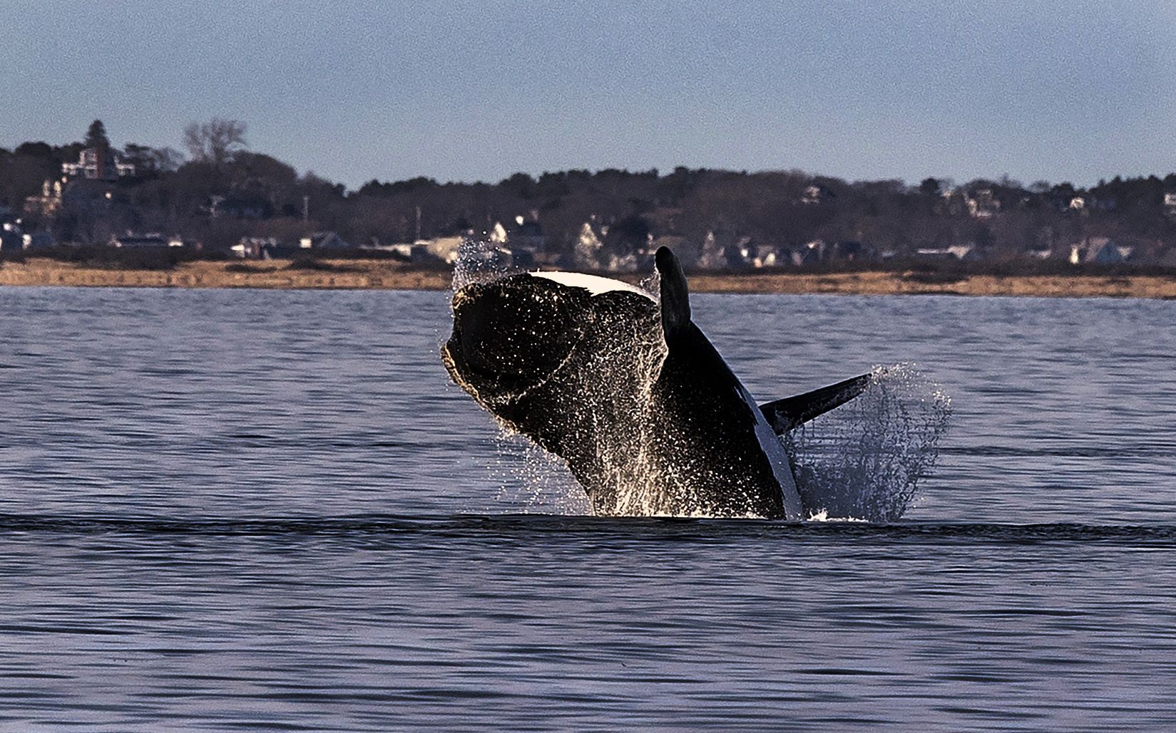 Martwy wieloryb u wybrzeży USA. "Zderzył się ze statkiem"